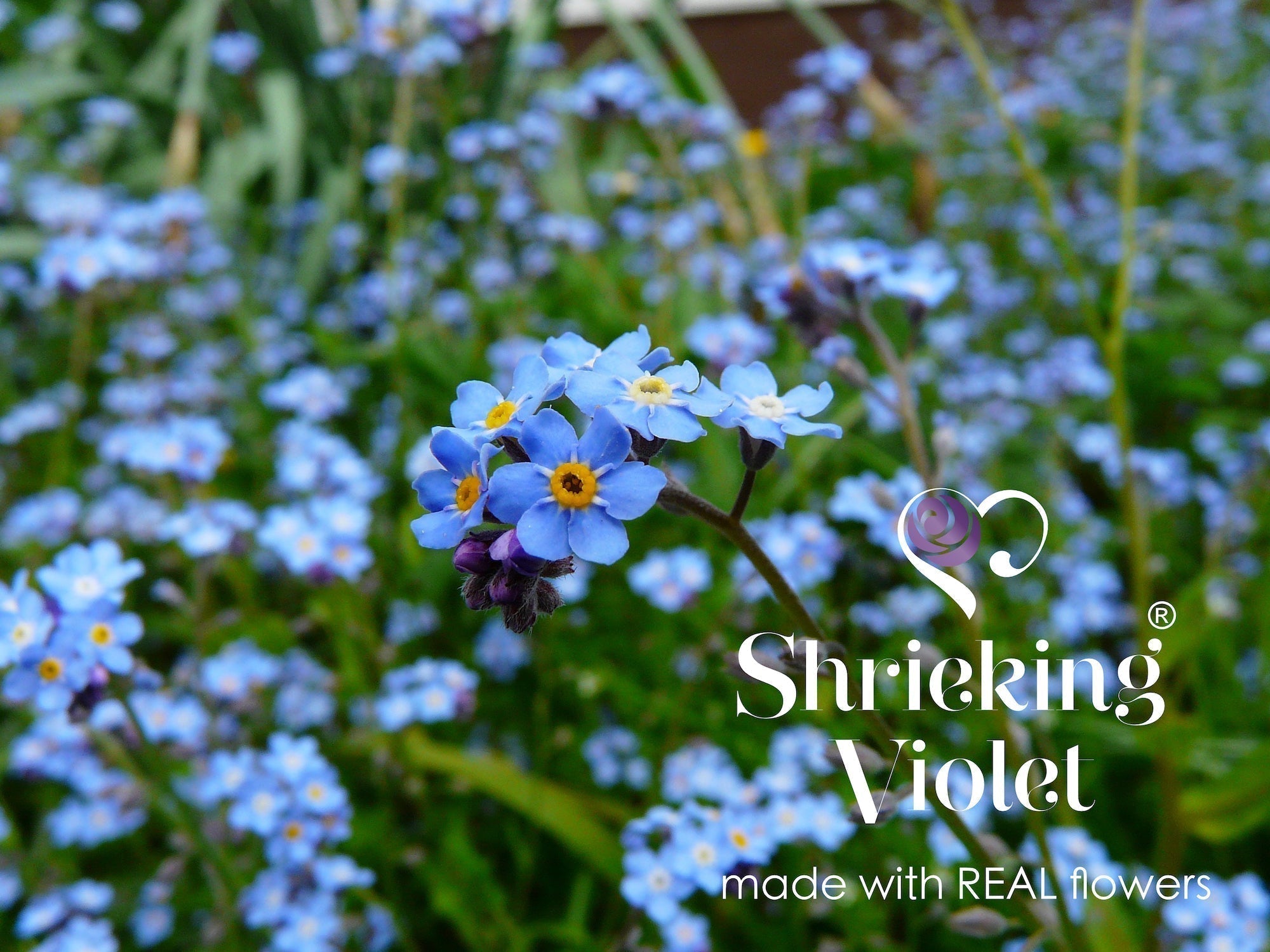忘れな草の時を超えた意味：愛、記憶、そしてつながり – Shrieking Violet®