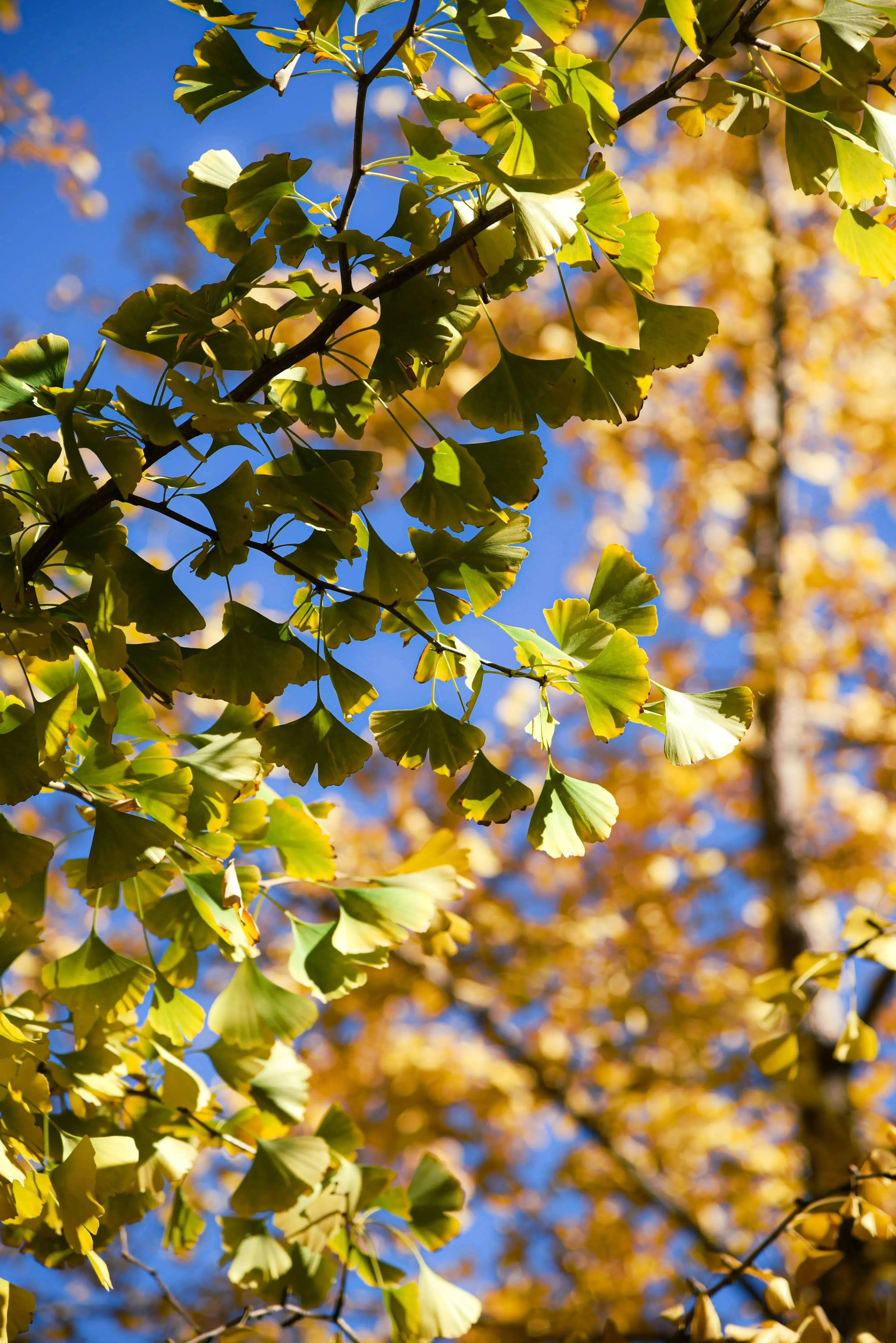 Gold Plated Leaf Necklace with a real Ginkgo leaf dipped in gold - 24" chain & giftbox