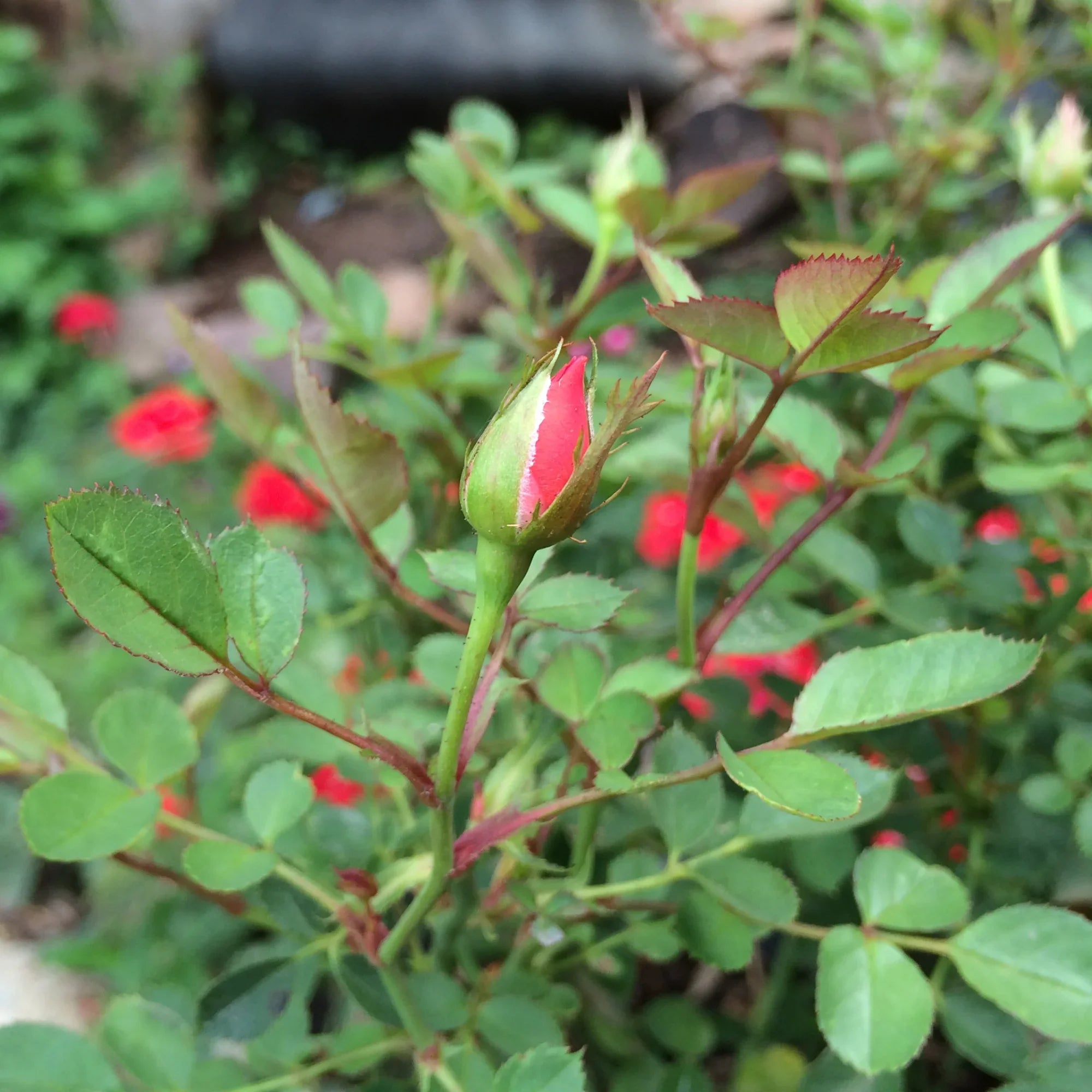 Brincos de gota de rosa miniatura 'Leela' com barra vertical