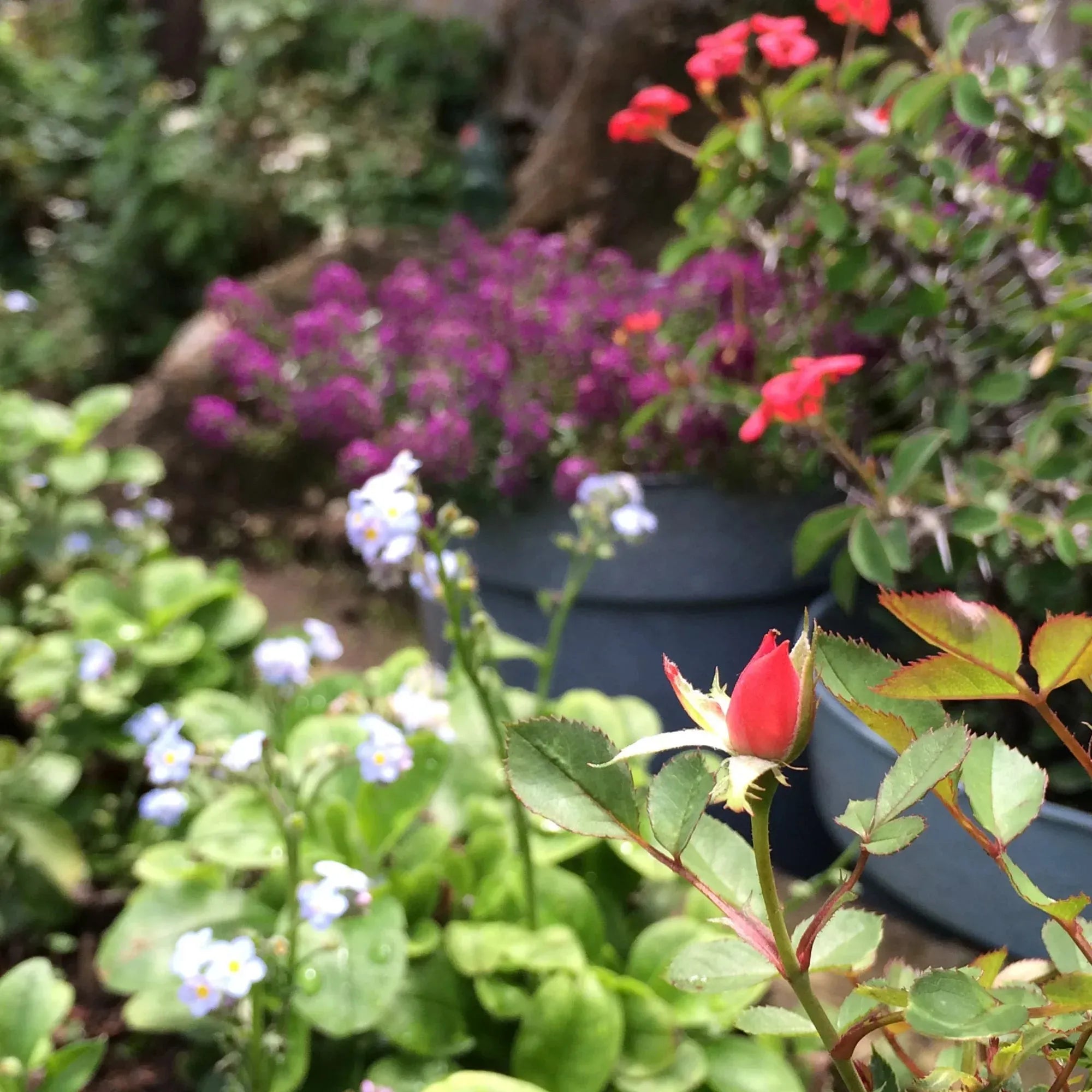 Petit pendentif rond avec de vraies fleurs d'Euphorbia – Argent