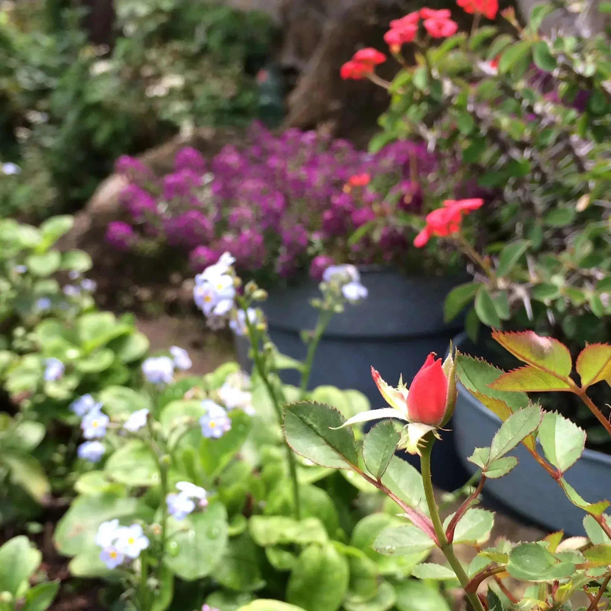 بروش فضي | زهور مختلطة | نصف القمر