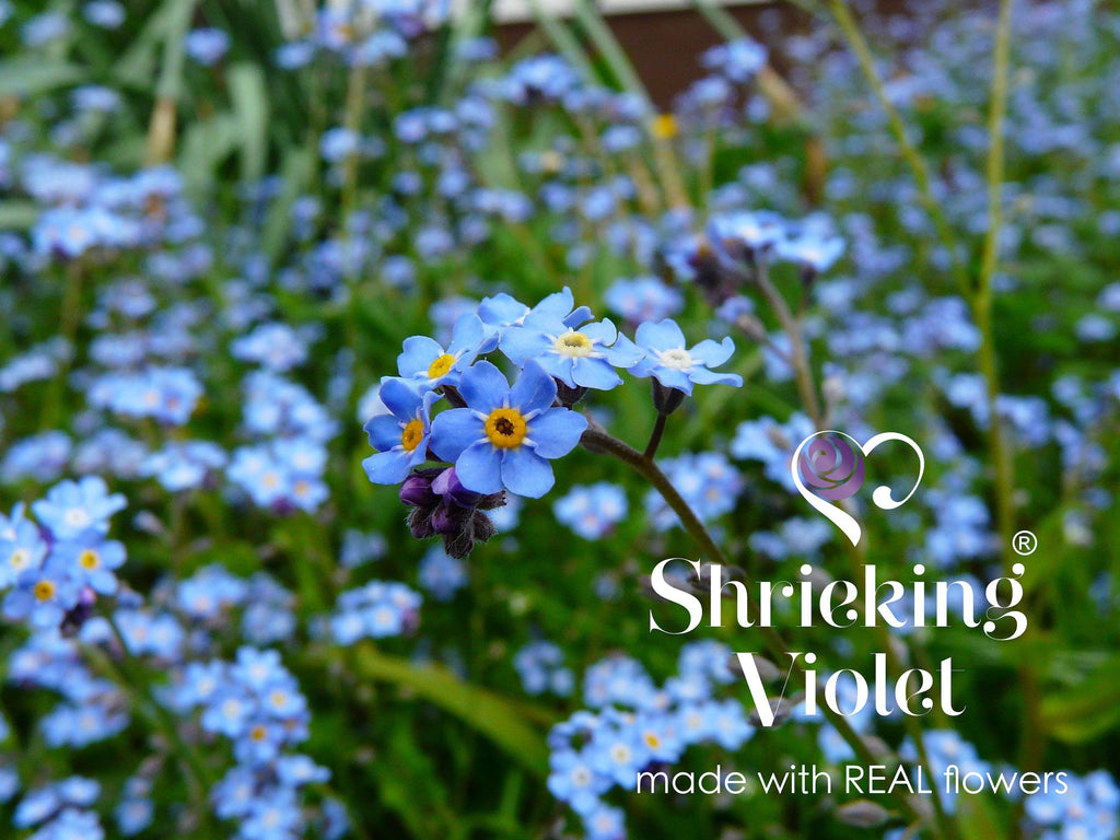 Stud earrings with real Forget-me-nots by Shrieking Violet® Sterling silver with real flowers. Thoughtful jewellery gift