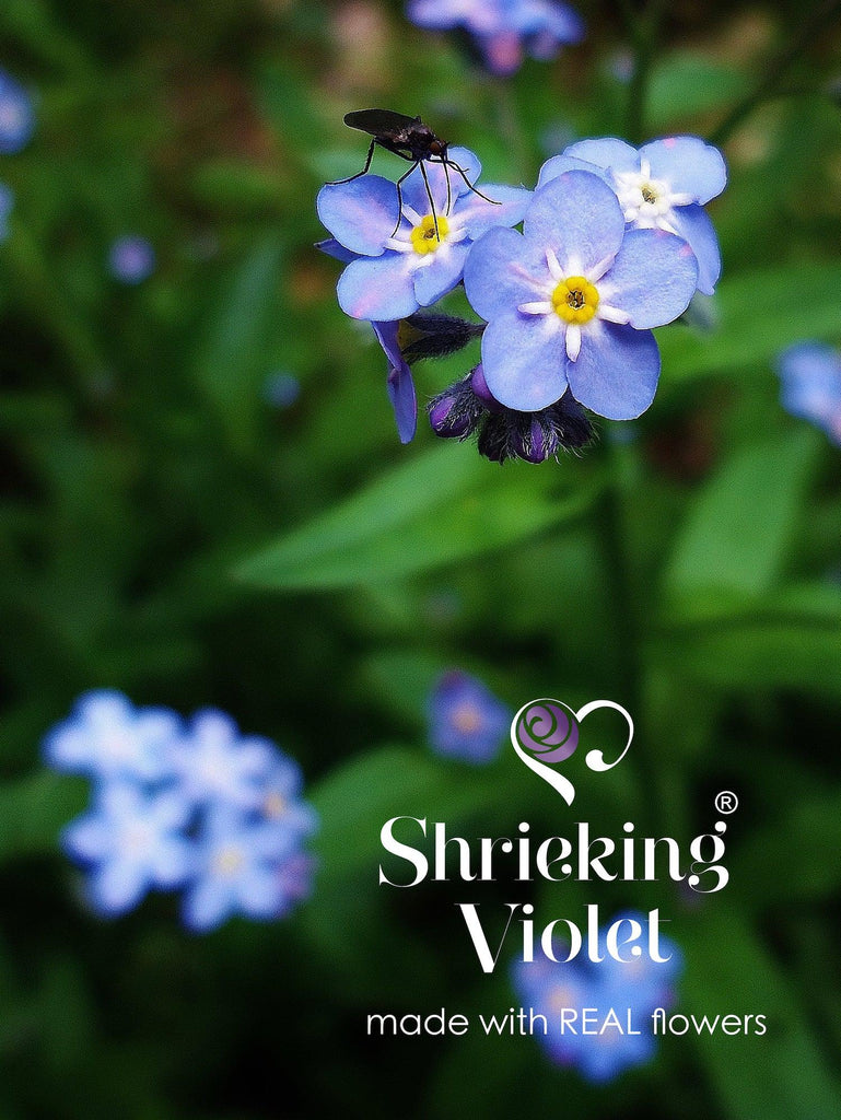 Stud earrings with real Forget-me-nots by Shrieking Violet® Sterling silver with real flowers. Thoughtful jewellery gift
