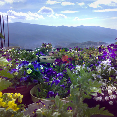 Bracelet tissé noir en argent sterling avec breloque fleur - Fleur mixte - Rond