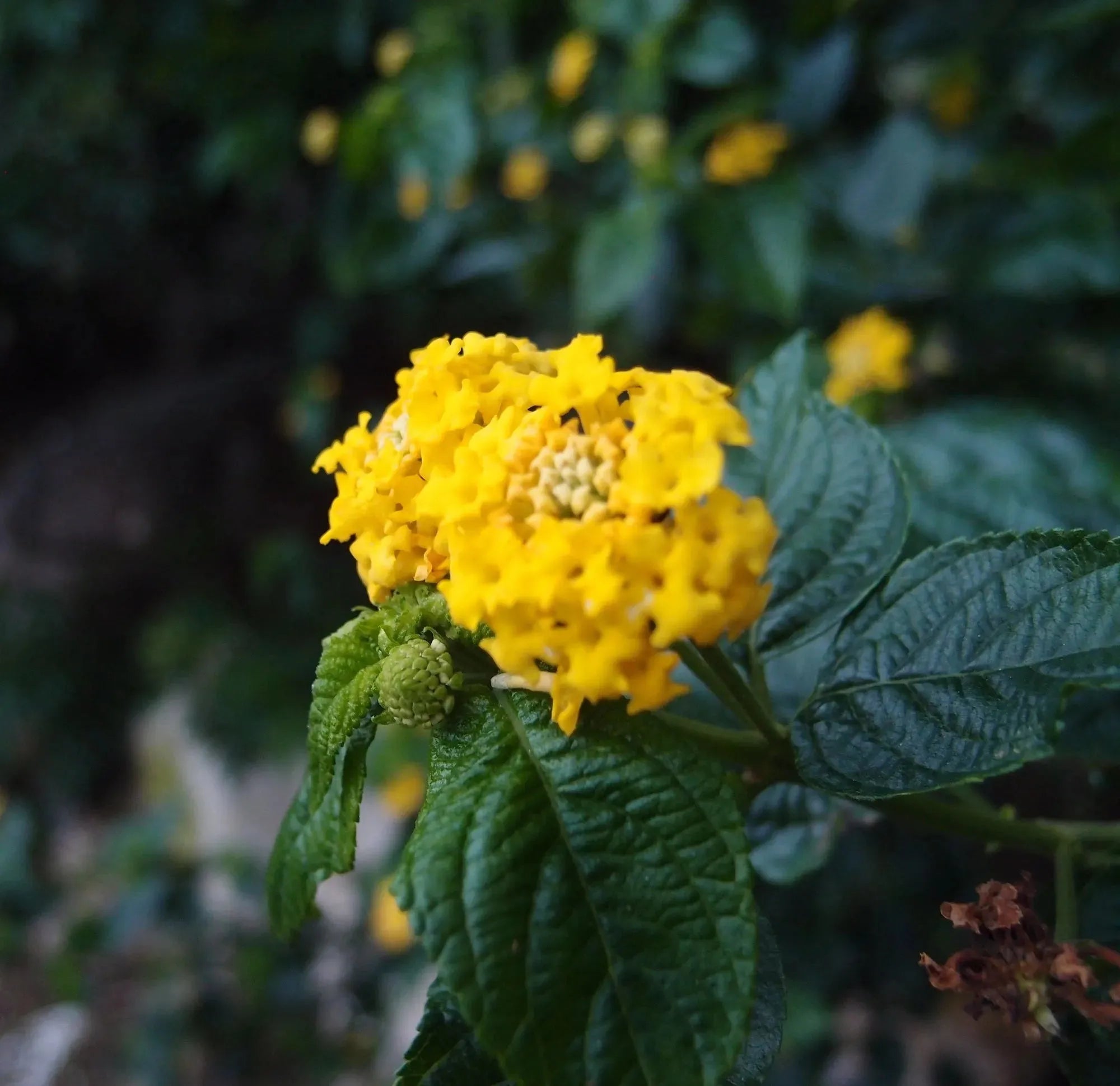 本物の花をあしらったスターリングシルバーのネックレス。サークルで囲まれたミックスフラワーペンダント
