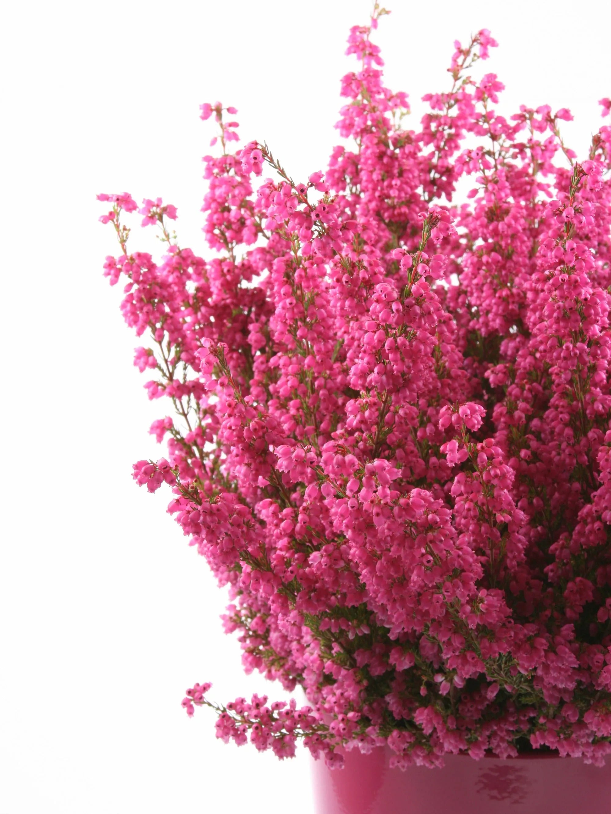 Ronde Heather ketting van sterling zilver - handgemaakte hanger met echte bloem