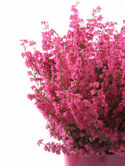 Mittelgroße tropfenförmige Heidekraut-Halskette aus Sterlingsilber – handgefertigte florale Eleganz