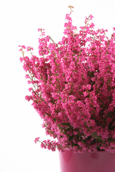 Colar com Pingente de Coração Heather