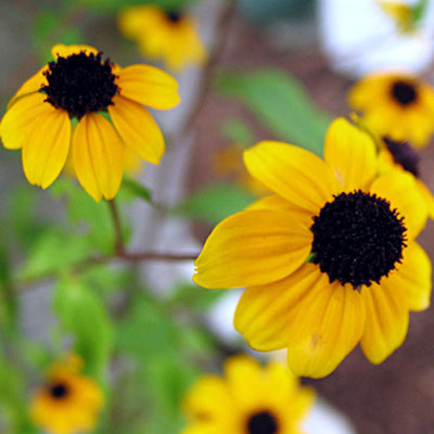 Mixed Flower Long Drop Earrings in Sterling Silver – Handmade with Real Flowers