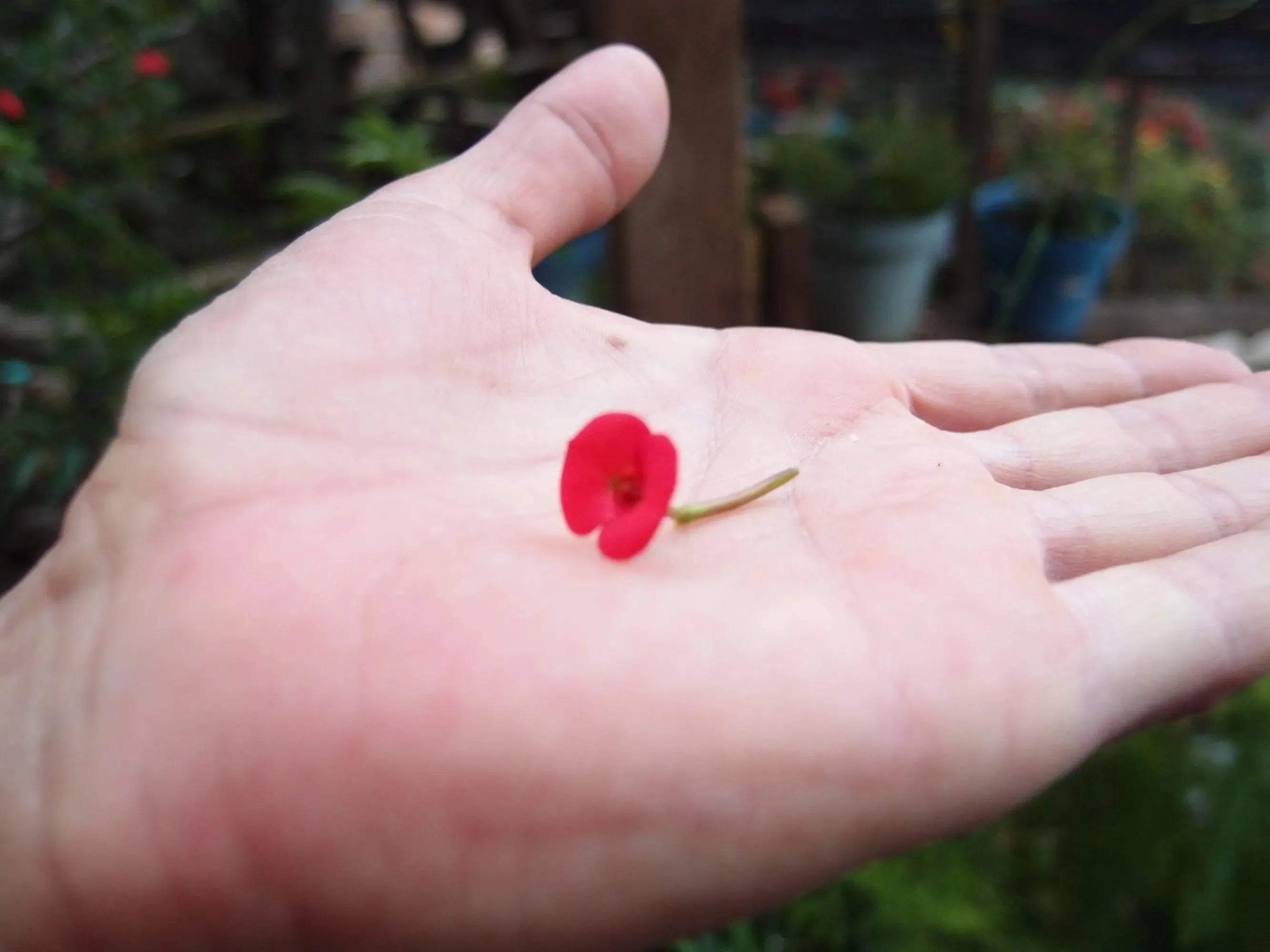 Orecchini A Goccia Shrieking Violet In Argento Con Boccioli Di Rosa - Confezione Regalo - Foto 4