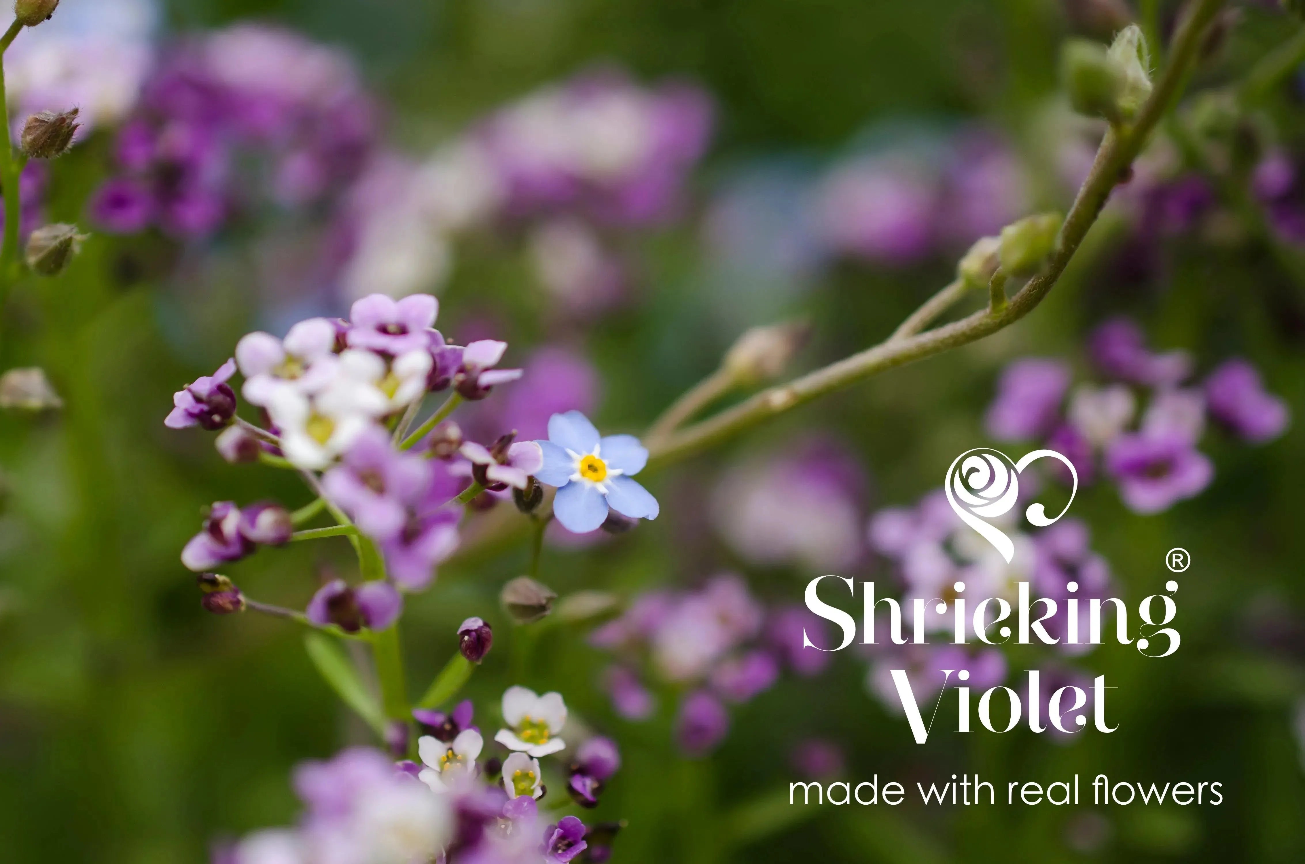 Shrieking Violet Orecchini Pendenti In Argento 925 Con Fiore Reale - Forma Ovale Stretto, Fiore Essiccato In Resina, Fatto A Mano, Regalo Unico Per Lei